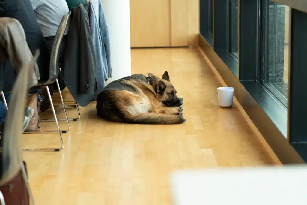 Praktische Überlegungen zur Haltung eines Hundes im Büro