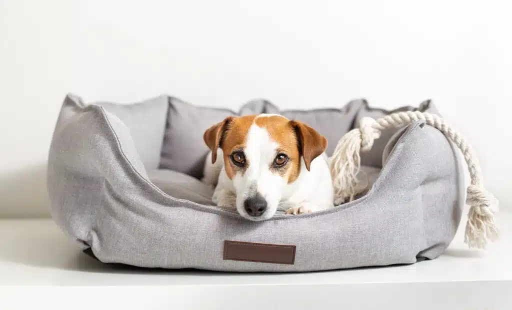 Porträt eines Jack-Russell-Terriers, der in einem Haustierbett liegt und in die Kamera schaut.
