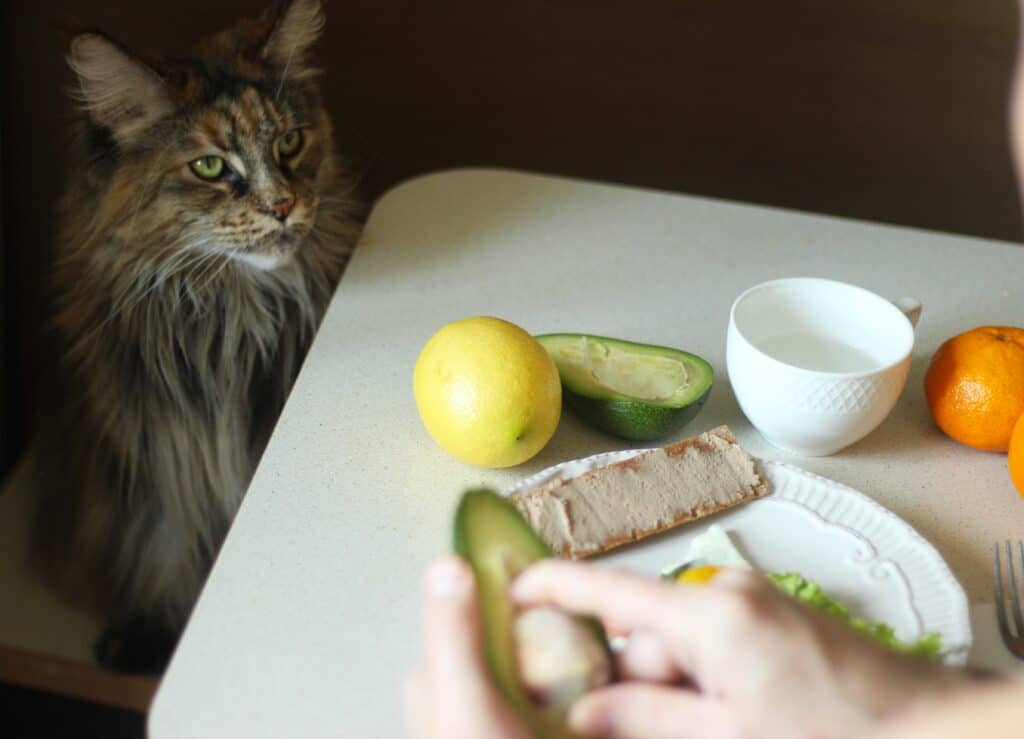 Sind Avocados schlecht für Katzen?