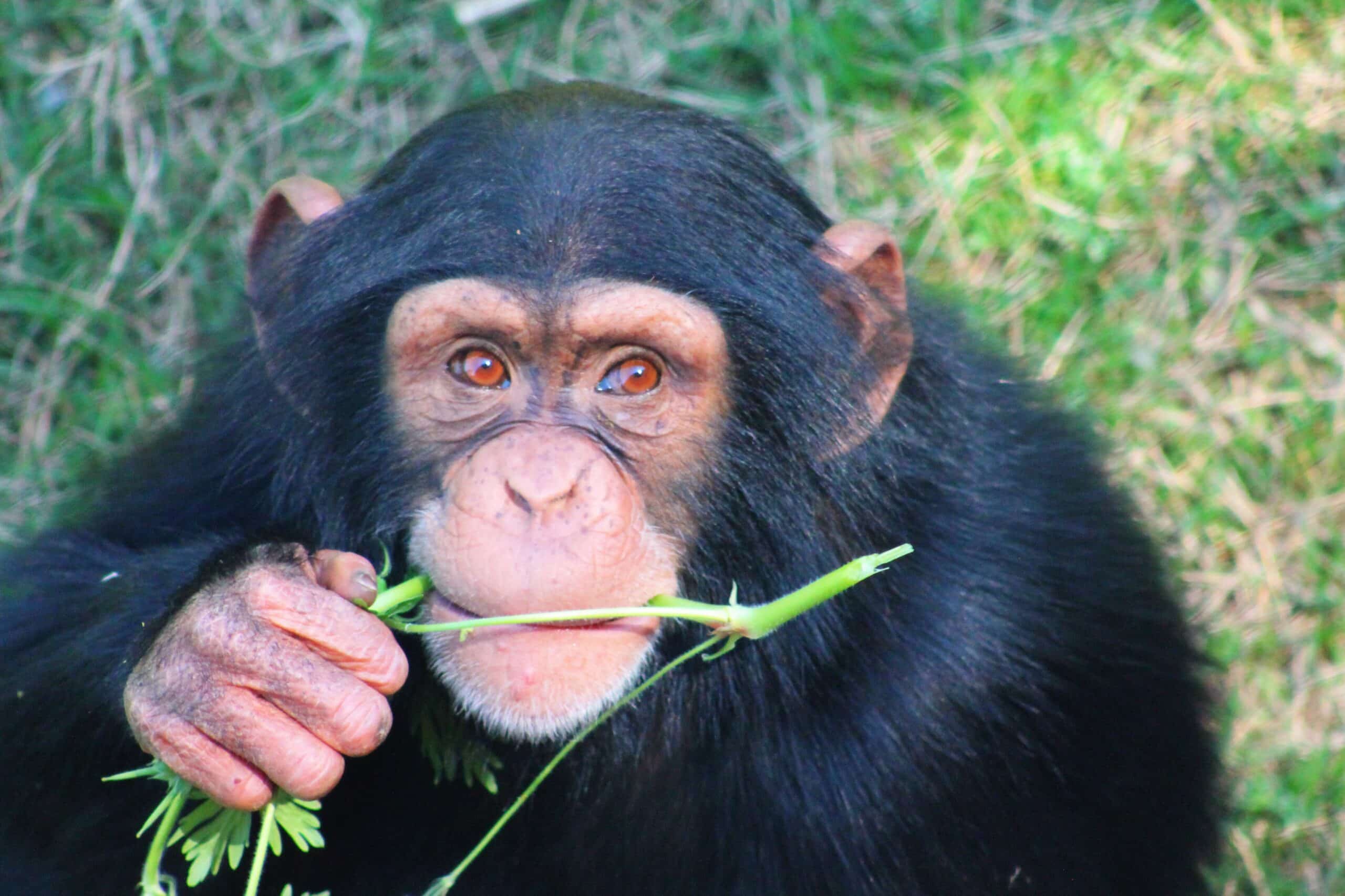 Genetische Ähnlichkeit zwischen Mensch und Schimpanse