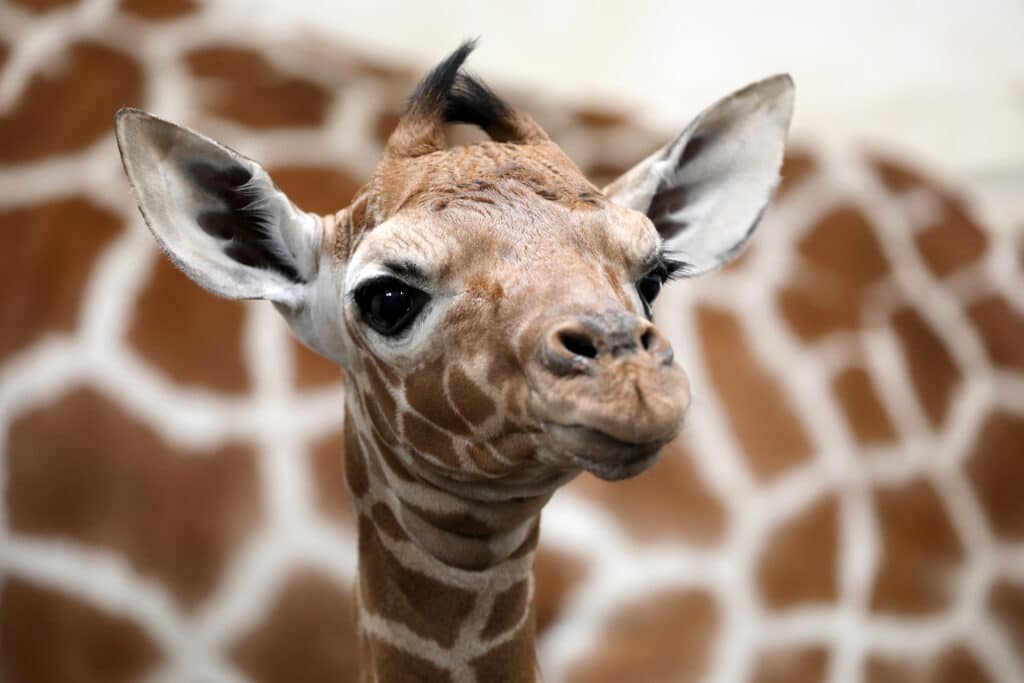 Giraffenbaby mit Mutter