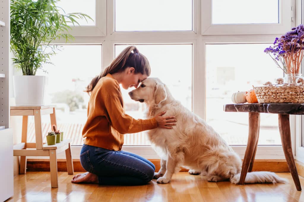 Golden Retriever sind bekannt für ihr anhängliches Wesen und ihre unerschütterliche Treue