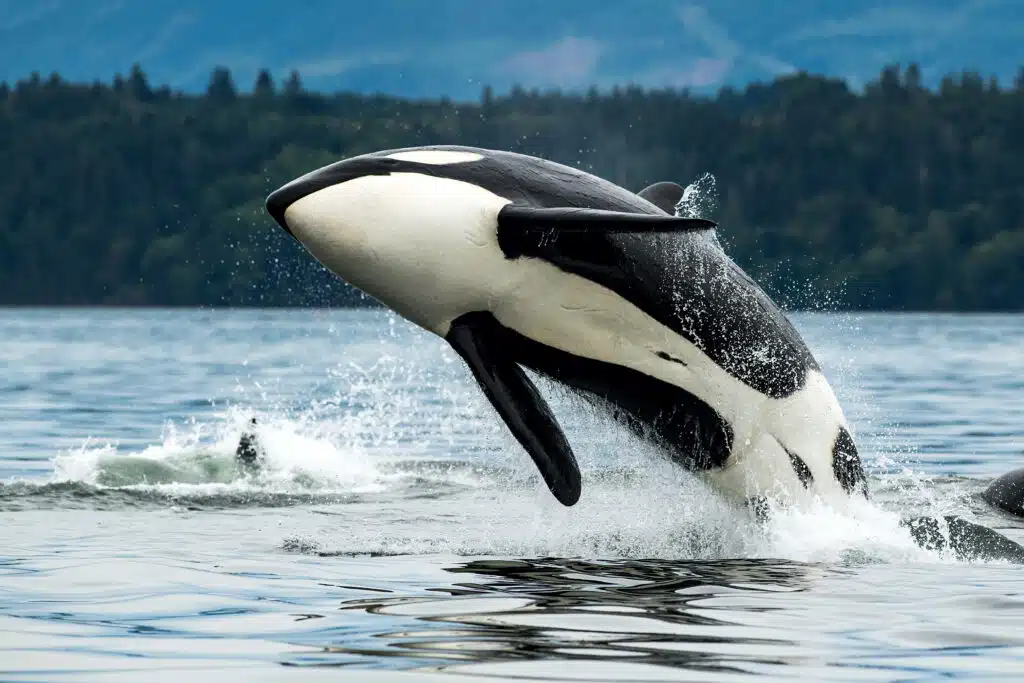 Bigg's Orca-Wal springt aus dem Meer in Vancouver Island, Kanada
