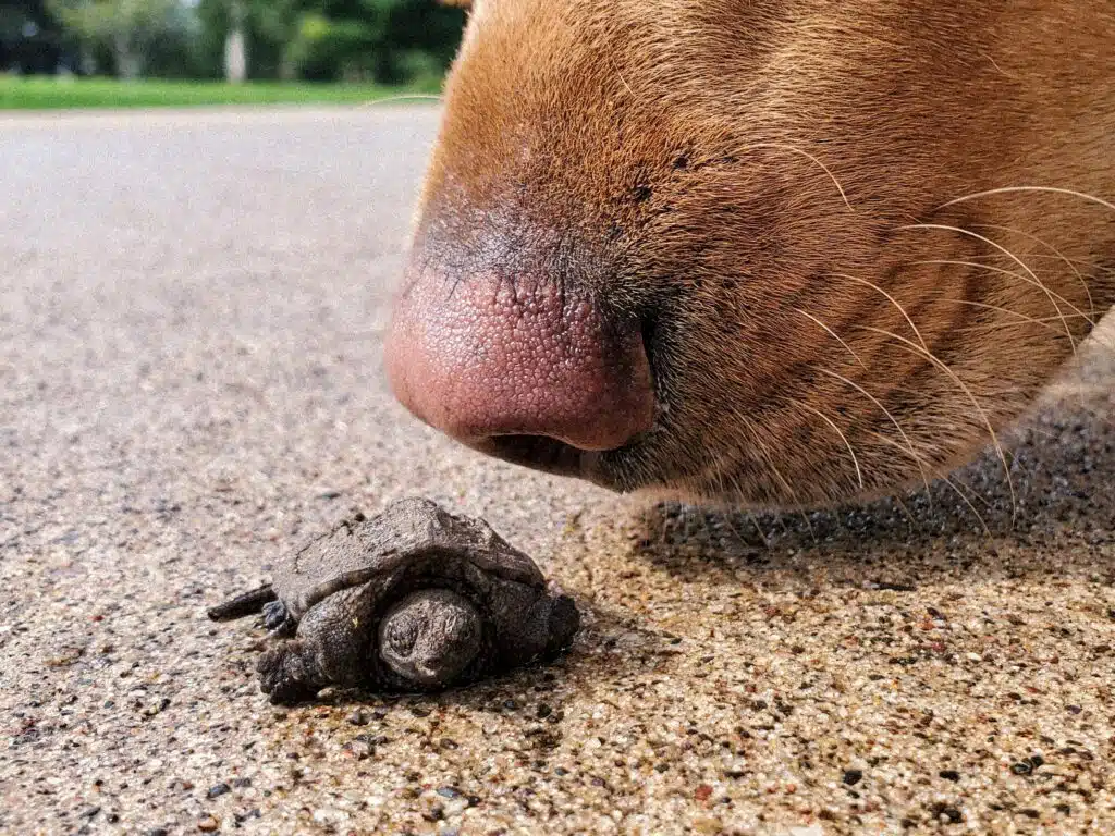 Nahaufnahme einer Hundenase, die an einer Baby-Schnappschildkröte auf einer Auffahrt schnüffelt.