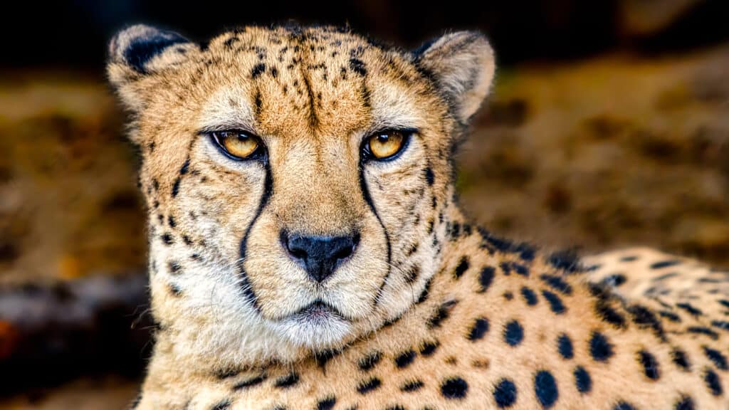 Die Augen eines Jägers: Gepard
