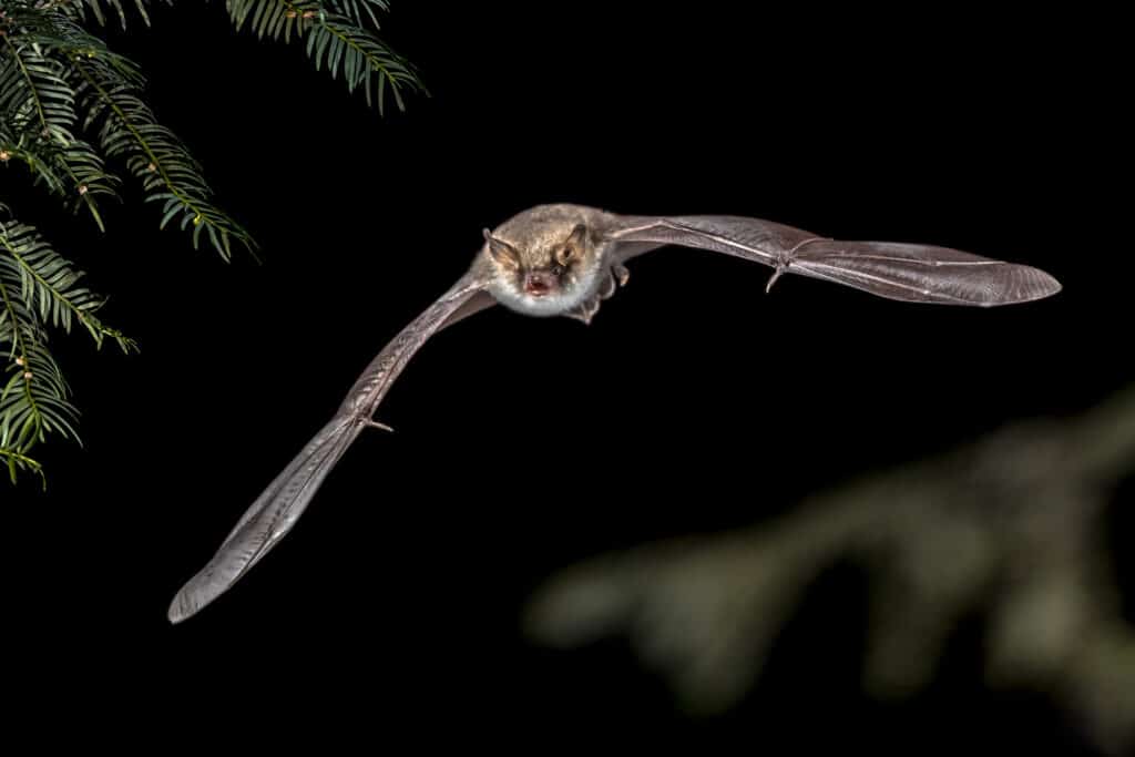 Fliegende Natterer Fledermaus im Wald