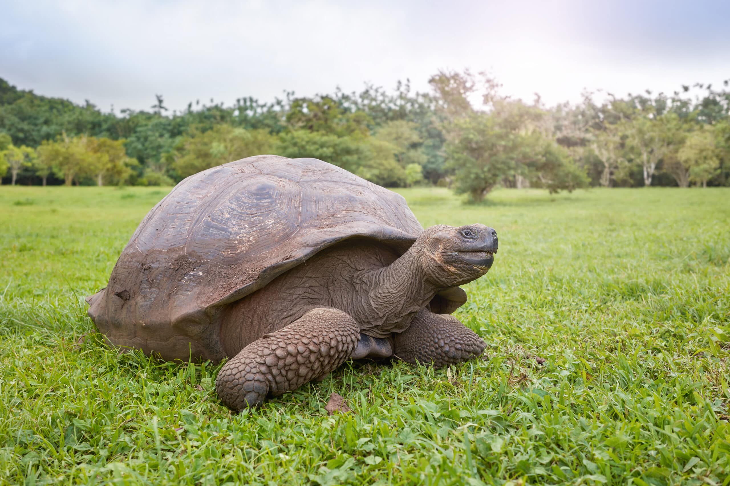 Galapagos-Riesenschildkröte im Gras