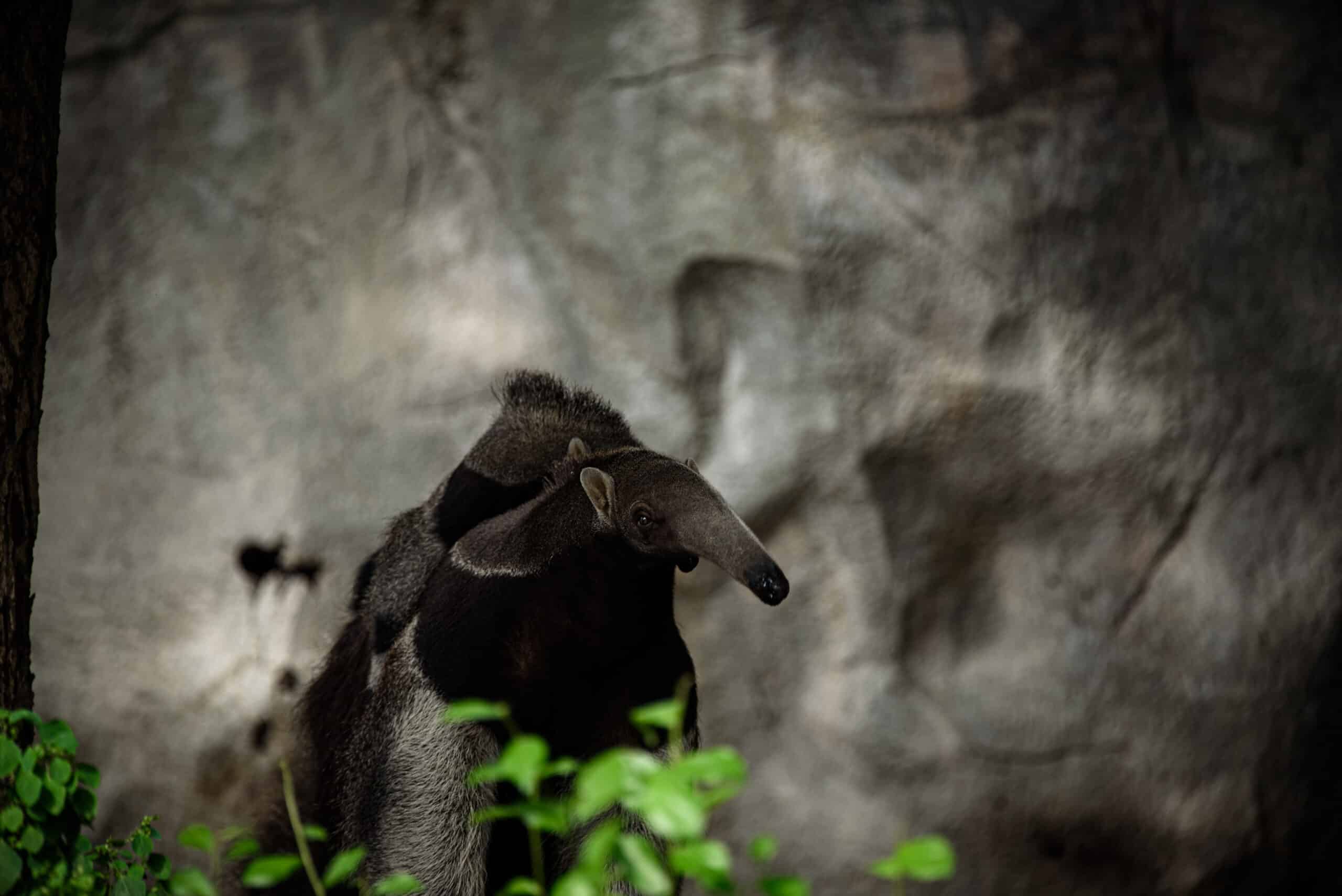 Giant anteater. Latin name - Myrmecophaga tridactyla