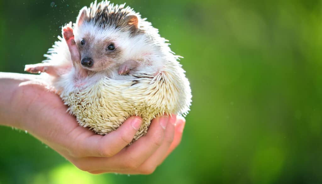 Menschliche Hände halten einen kleinen afrikanischen Igel im Freien an einem Sommertag. Die Haltung von Haustieren