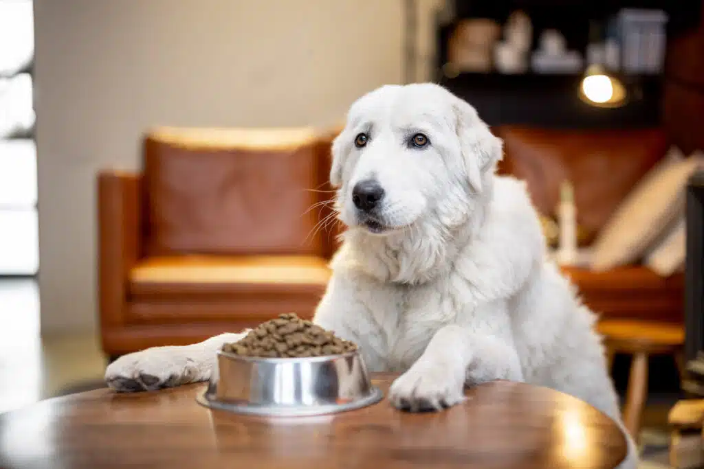 Hungry dog waiting for the food