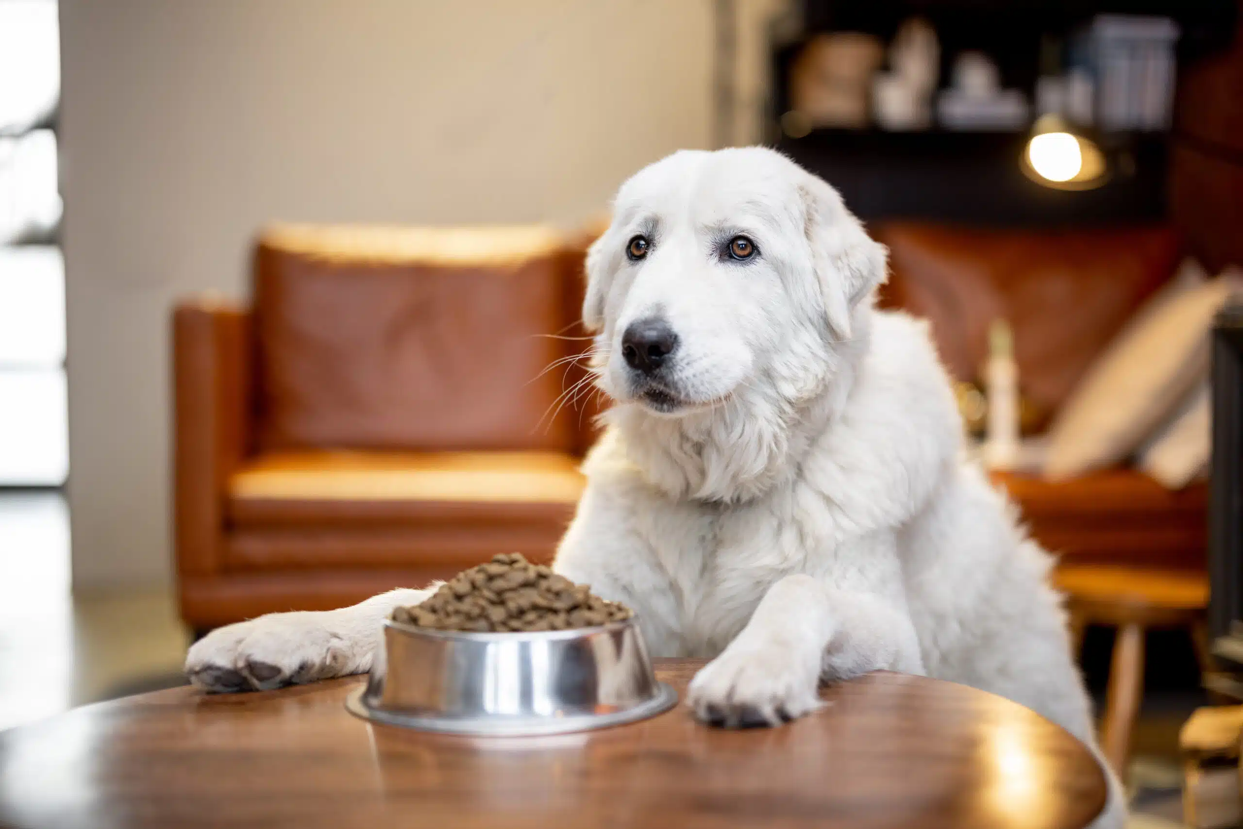 Hungry dog waiting for the food