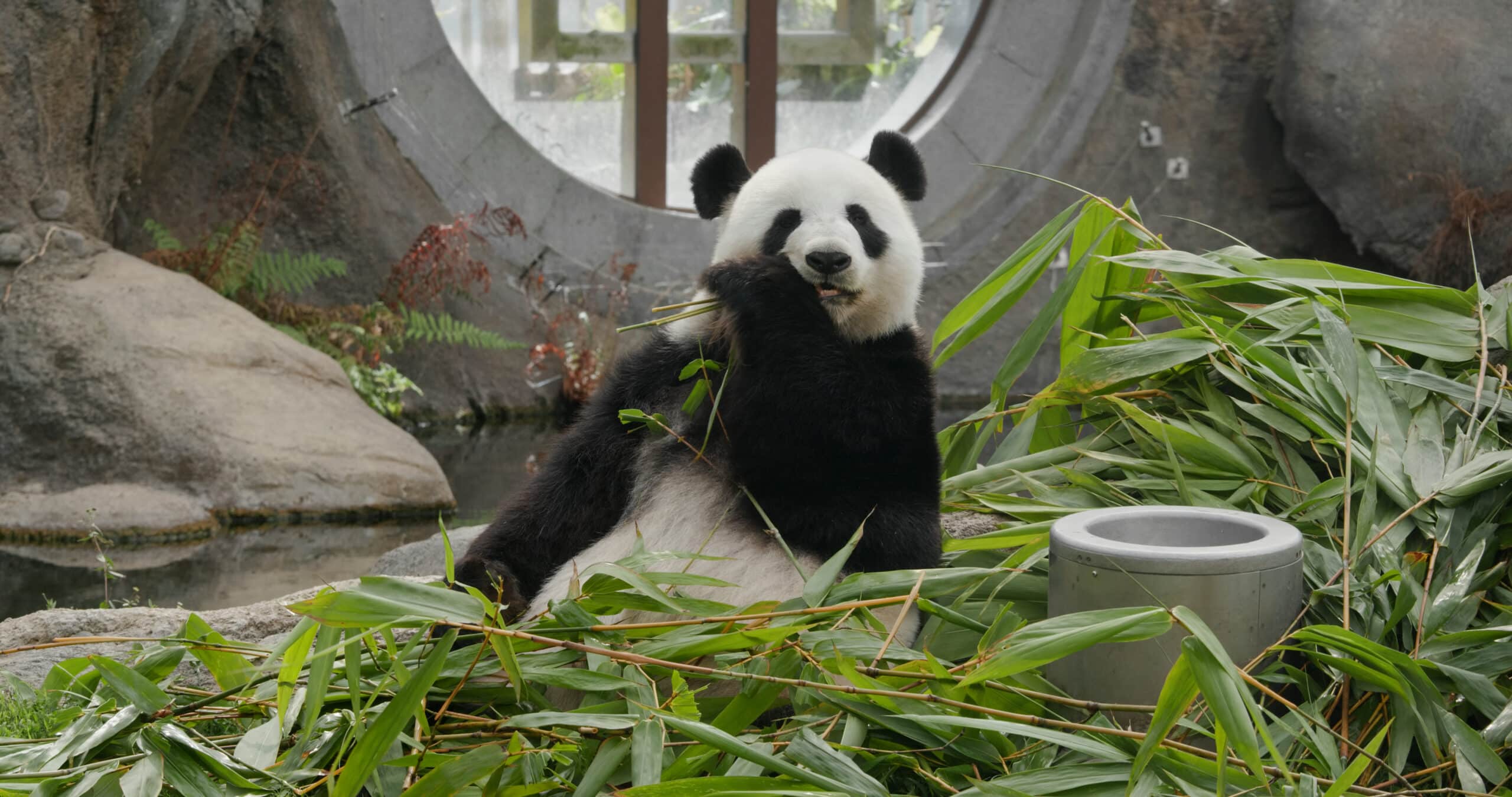 Panda eat bamboo at zoo park