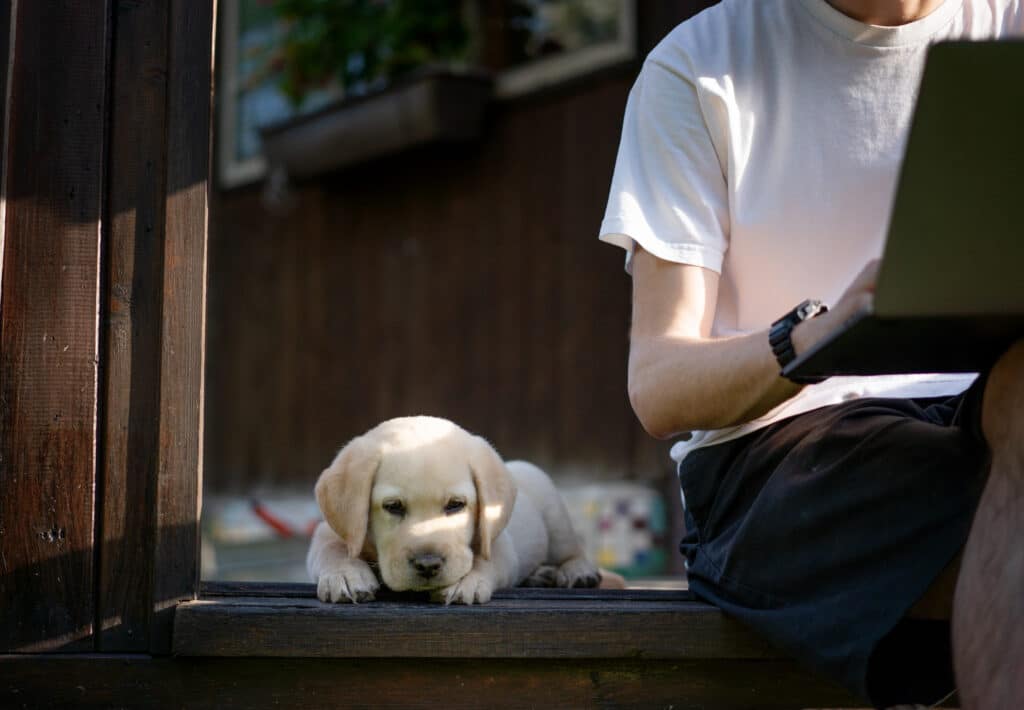 Ein Golden Retriever weicht nicht von Deiner Seite