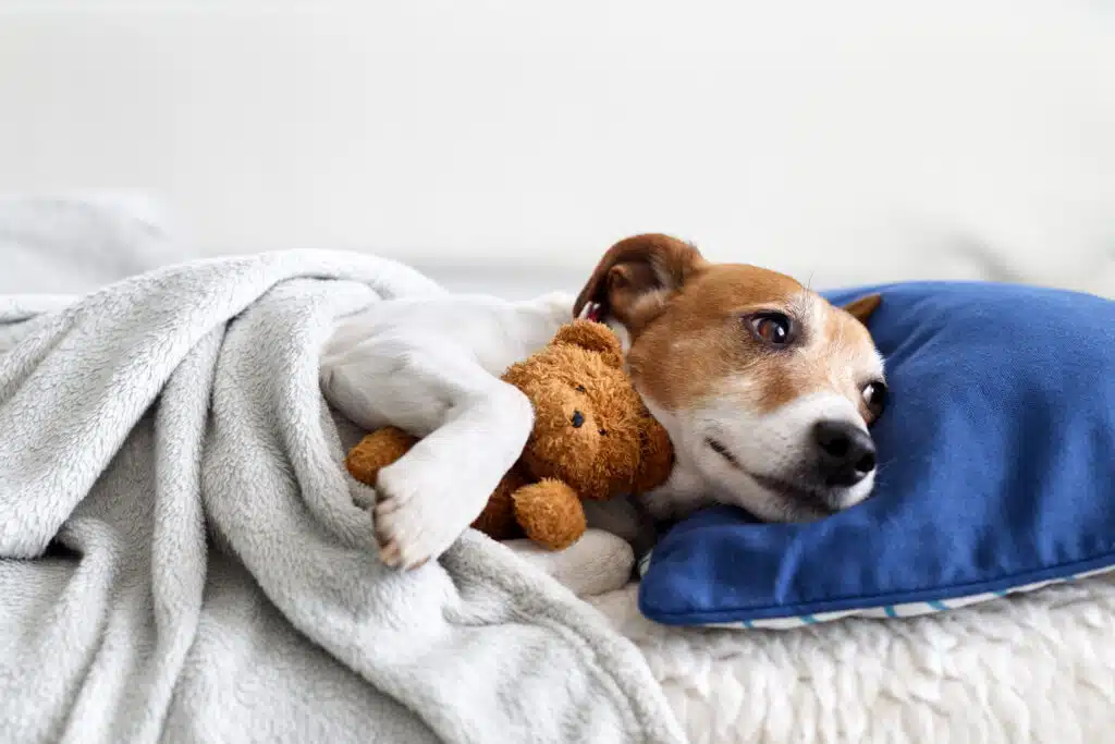 Erstausstattung für Hund und Welpe Sleeping jack russel terrier puppy