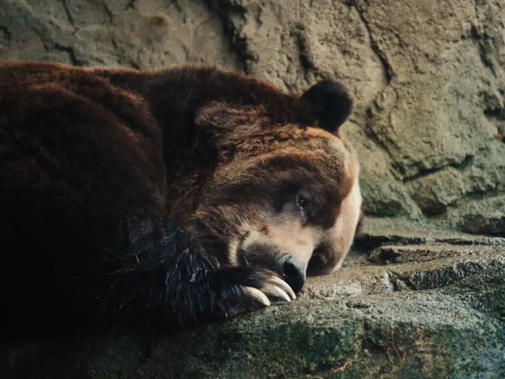 Grizzlybär hält seinen Winterschlaf in einer Bärenhöhle