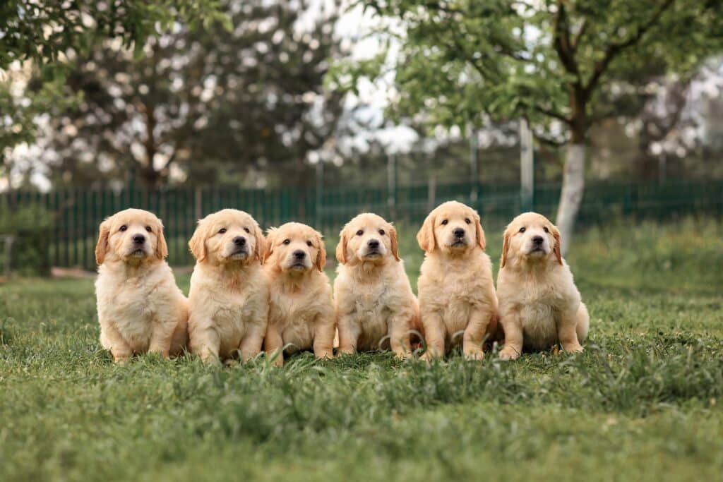 Golden Retriever Welpen Alarm