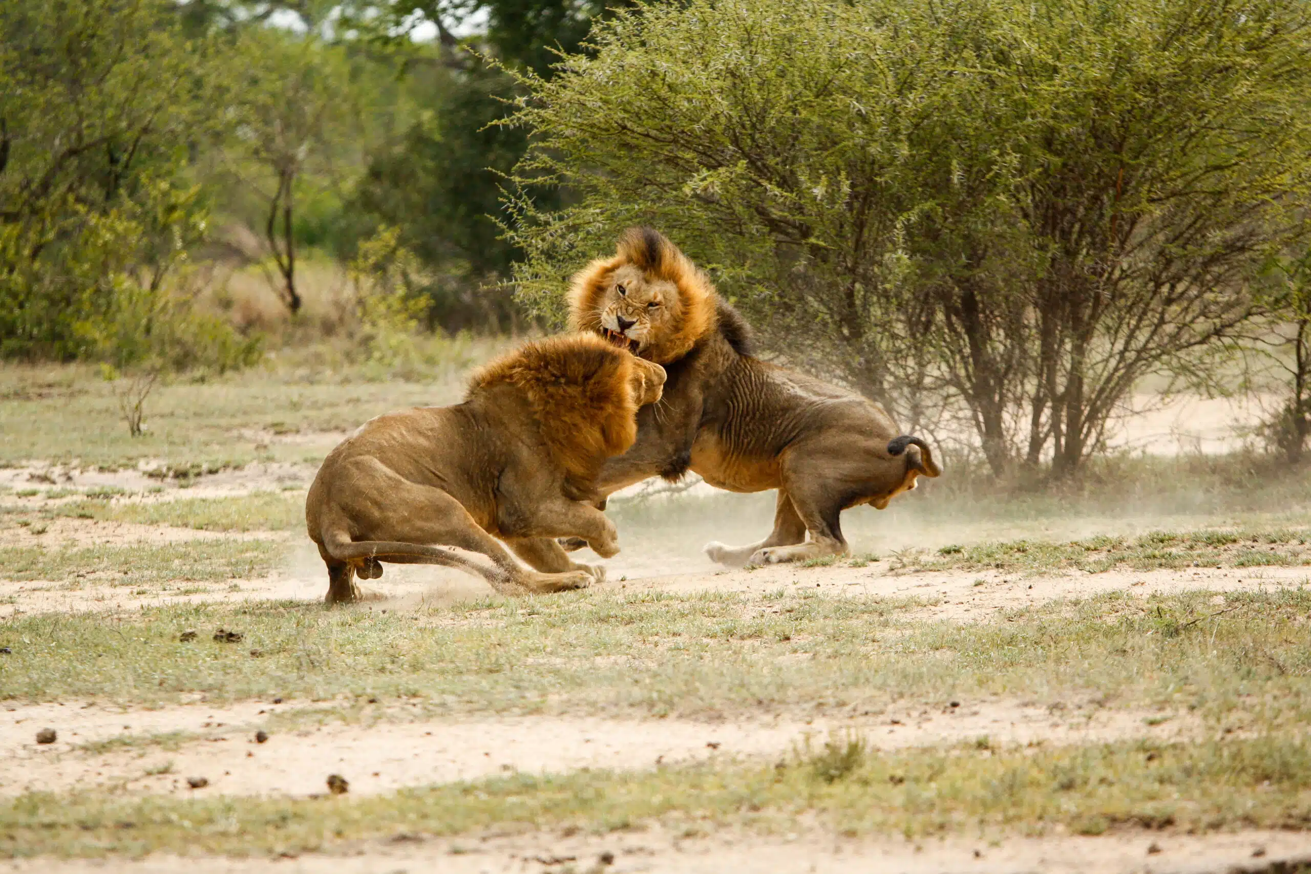 Zwei männliche Löwen kämpfen auf einer Lichtung