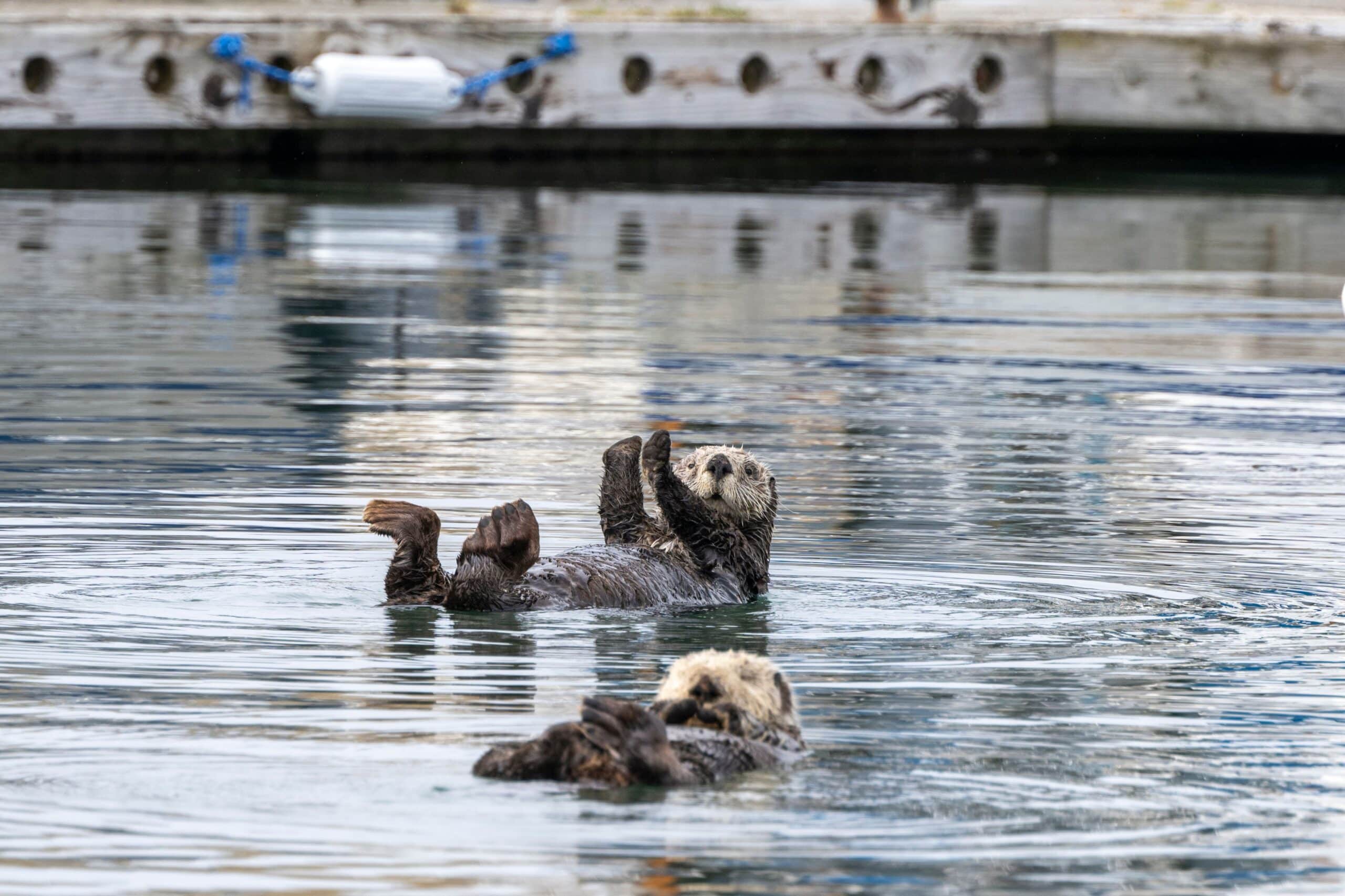 Zwei verspielte Seeotter schwimmen im Meer und genießen ihre gemeinsame Zeit