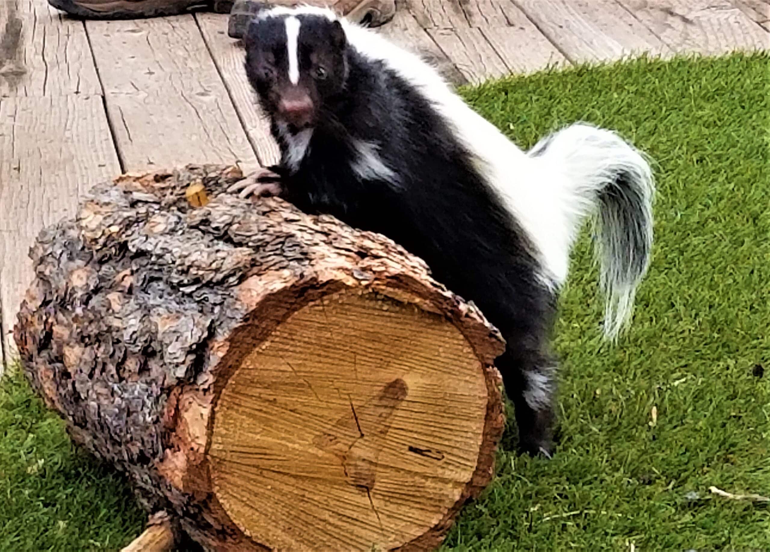 Stinktiere nutzen starken Geruch zur Verteidigung