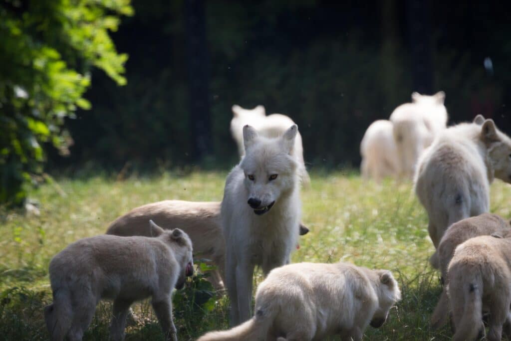 Wolfsudel und Welpen