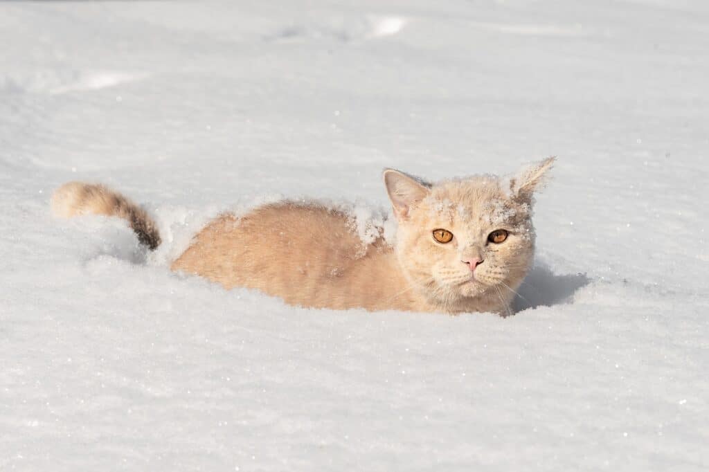 Pflegetipps für Katzen im Winter
