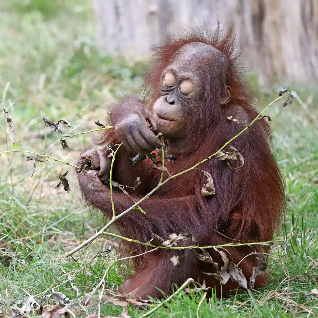 Wildtierpatenschaft für einen Orang-Utans (Pongo pygmaeus)