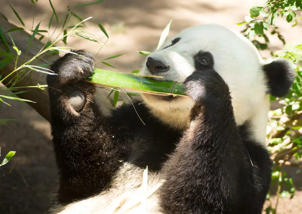 Wildtierpatenschaft  für einen bedrohten Panda