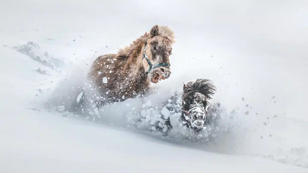 Kann man Pferde vor der Kälte auf der Weide schützen?