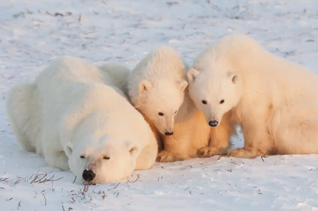 Eisbären in freier Wildbahn. Ein mächtiges Raubtier und eine gefährdete oder potenziell gefährdete Art.