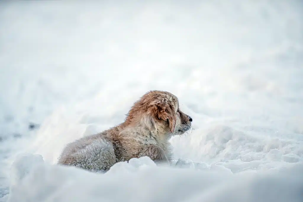 Tipps zum Warmhalten deines Hundes im Winter