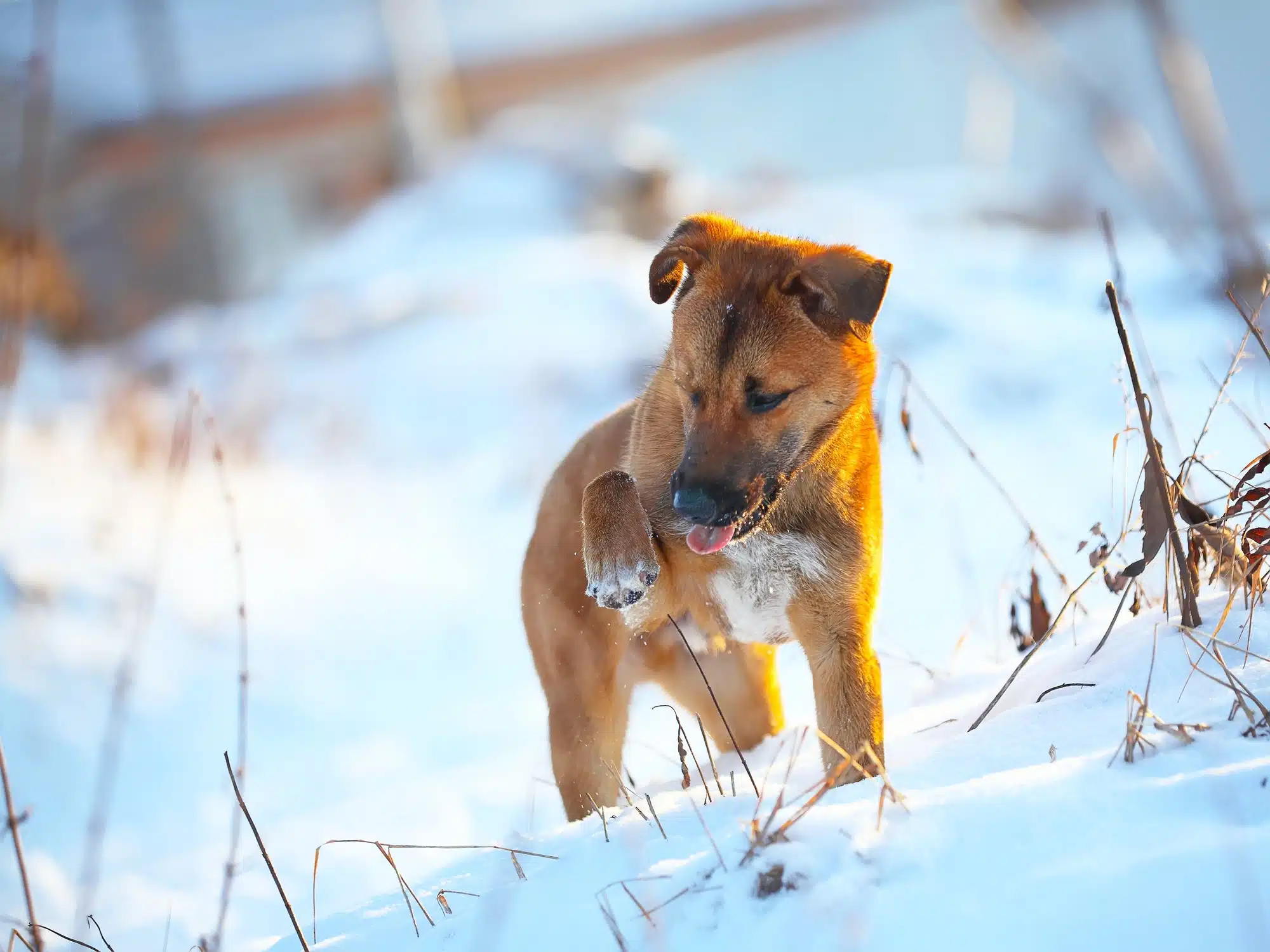 Wie du dein Haustier im Winter vor der Kälte schützt