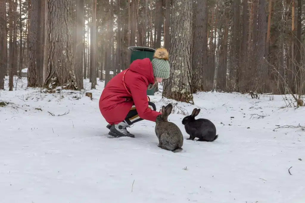 Pflege der Kaninchen im Winter