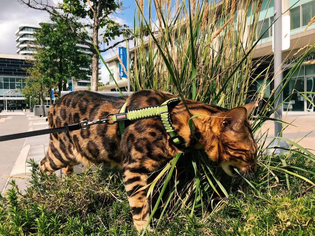 Bengalische Katze an der Leine frisst draußen Gras