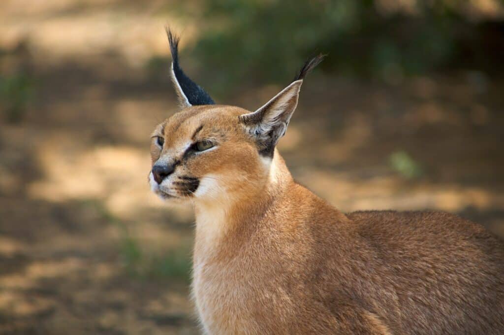 Die Wildkatze Karakal ist gut an seinen schwarzen Ohrspitzen zu erkennen