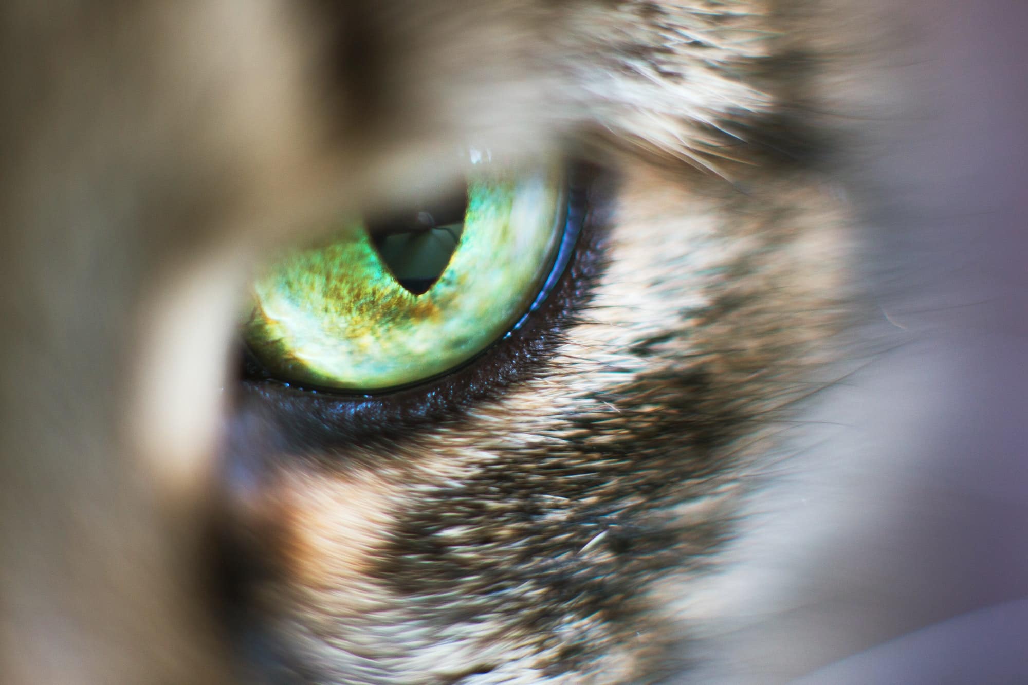 cat's eye close up. gray cat's head