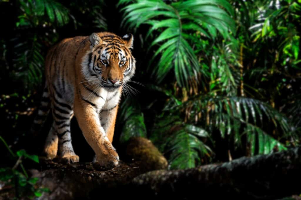 Close adult tiger portrait in jungle