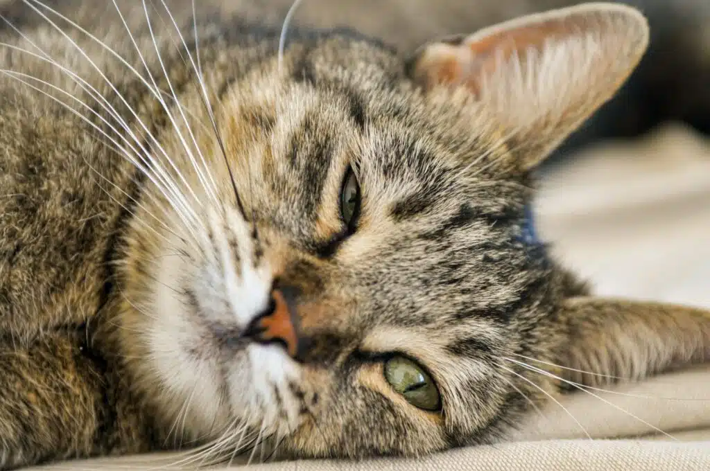 Nahaufnahme einer schläfrigen American Shorthair Katze