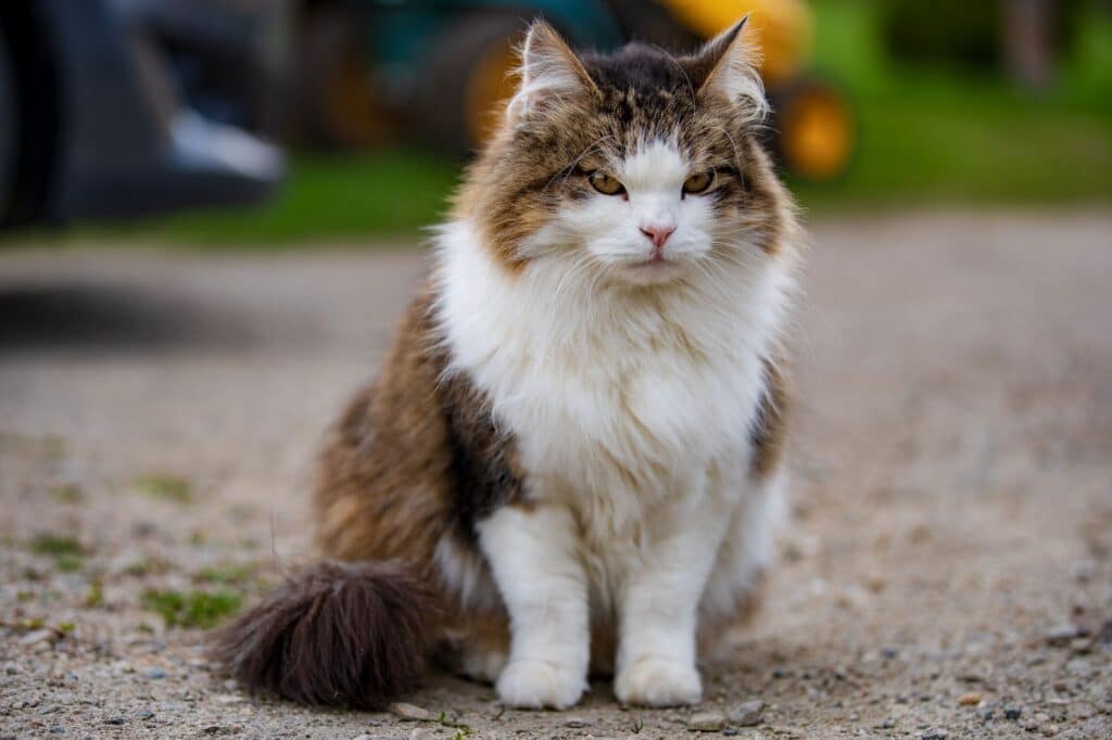 Nahaufnahme einer norwegischen Waldkatze beim Spaziergang im Garten