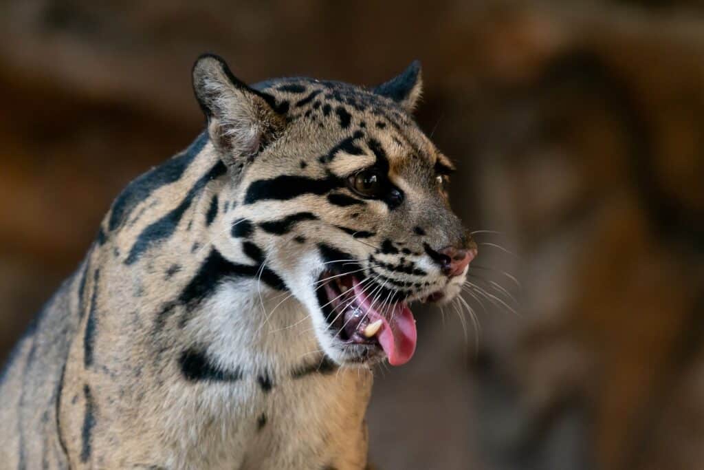 Nebelleopard Nahaufnahme Porträt im Zoo