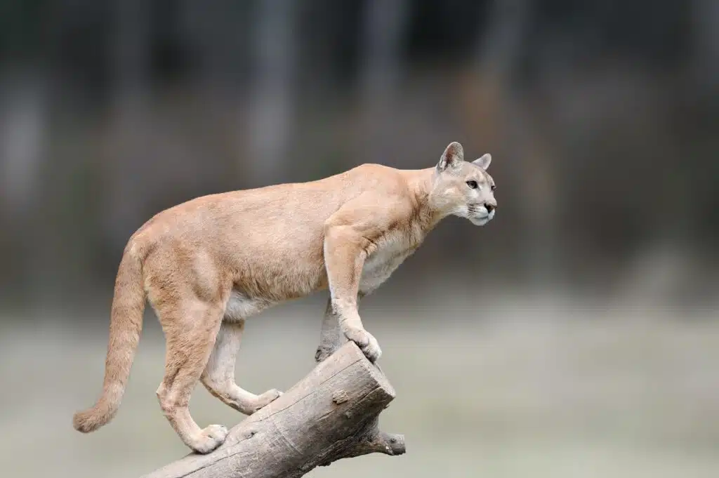 Puma sitzt auf einem Ast im herbstlichen Waldhintergrund