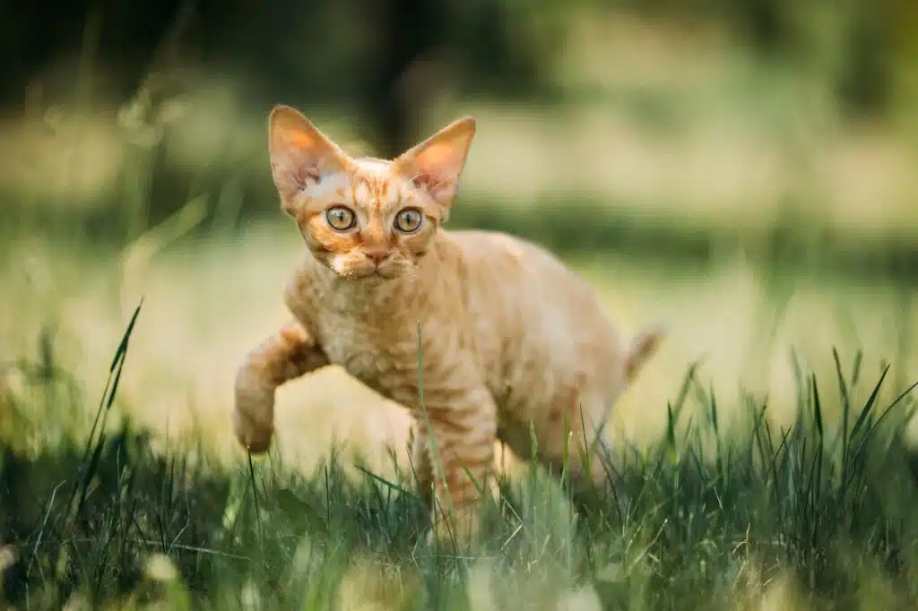 Lustige junge rote Ingwer Devon Rex Kätzchen in grünem Gras. Kurz-ha