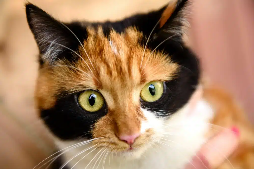 Japanische Bobtail-Hauskatze schaut in die Kameralinse.
