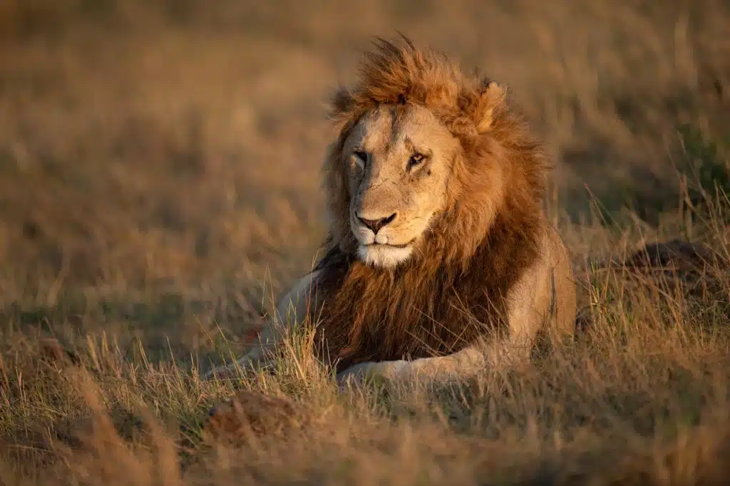 Löwe auf Safari in Kenia, Afrika