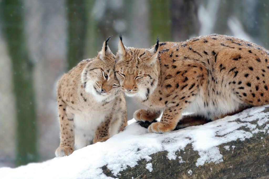 Lynx