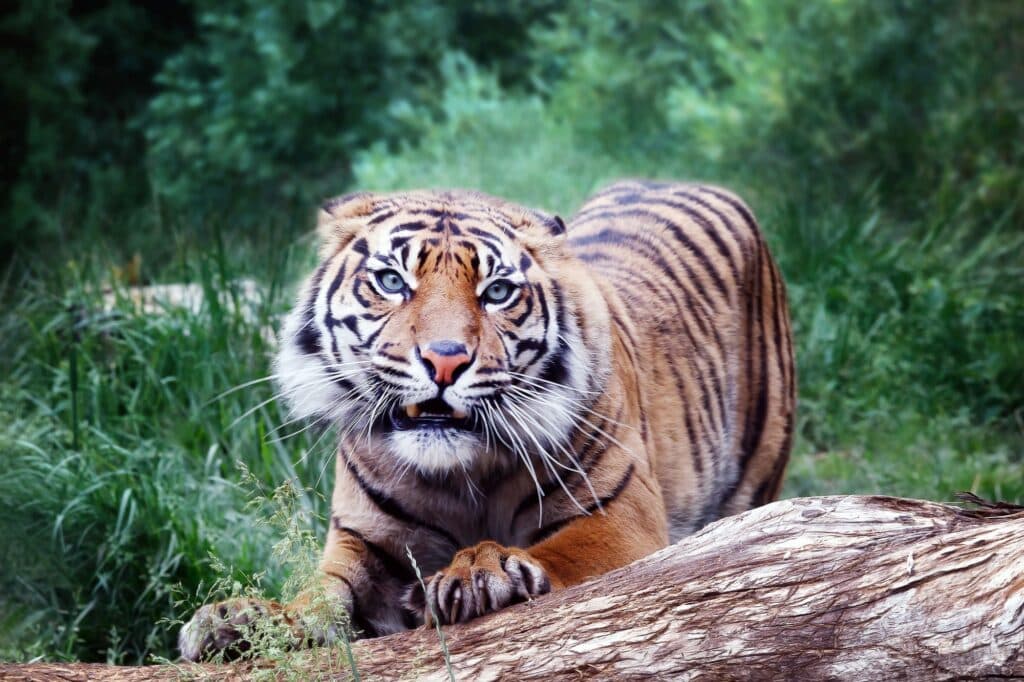 Sumatra tiger