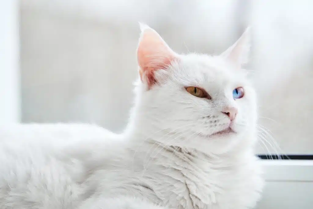 Weiße Türkisch Angora Katze mit blauen und grünen Augen.