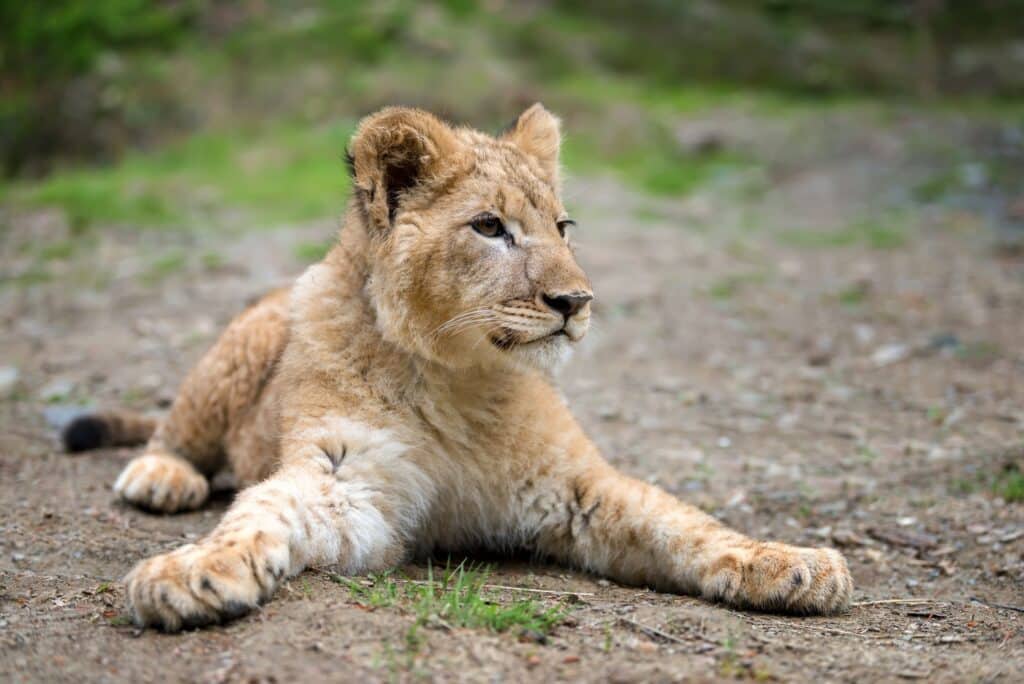 Junger Löwe in freier Wildbahn