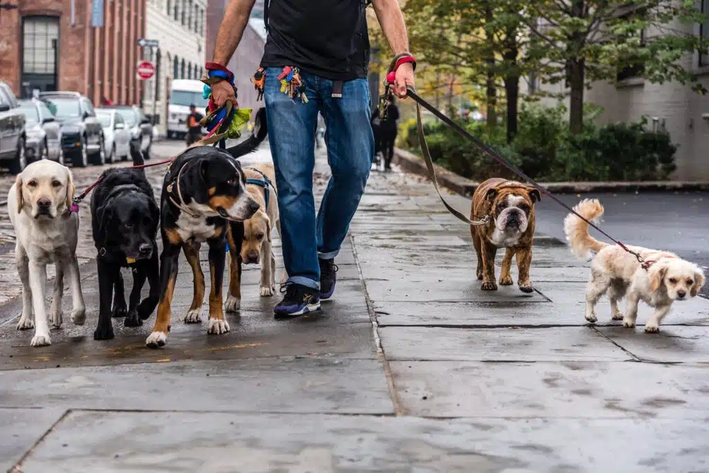 Sind Stadtspaziergänge genauso beruhigend für Hunde wie ein Spaziergang in der Natur?