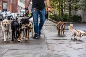 Sind Stadtspaziergänge genauso beruhigend für Hunde wie ein Spaziergang in der Natur?