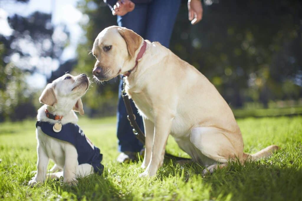 Wie du deinen Hund sicher zurückrufst - Rückruftraining Schritt für Schritt erklärt